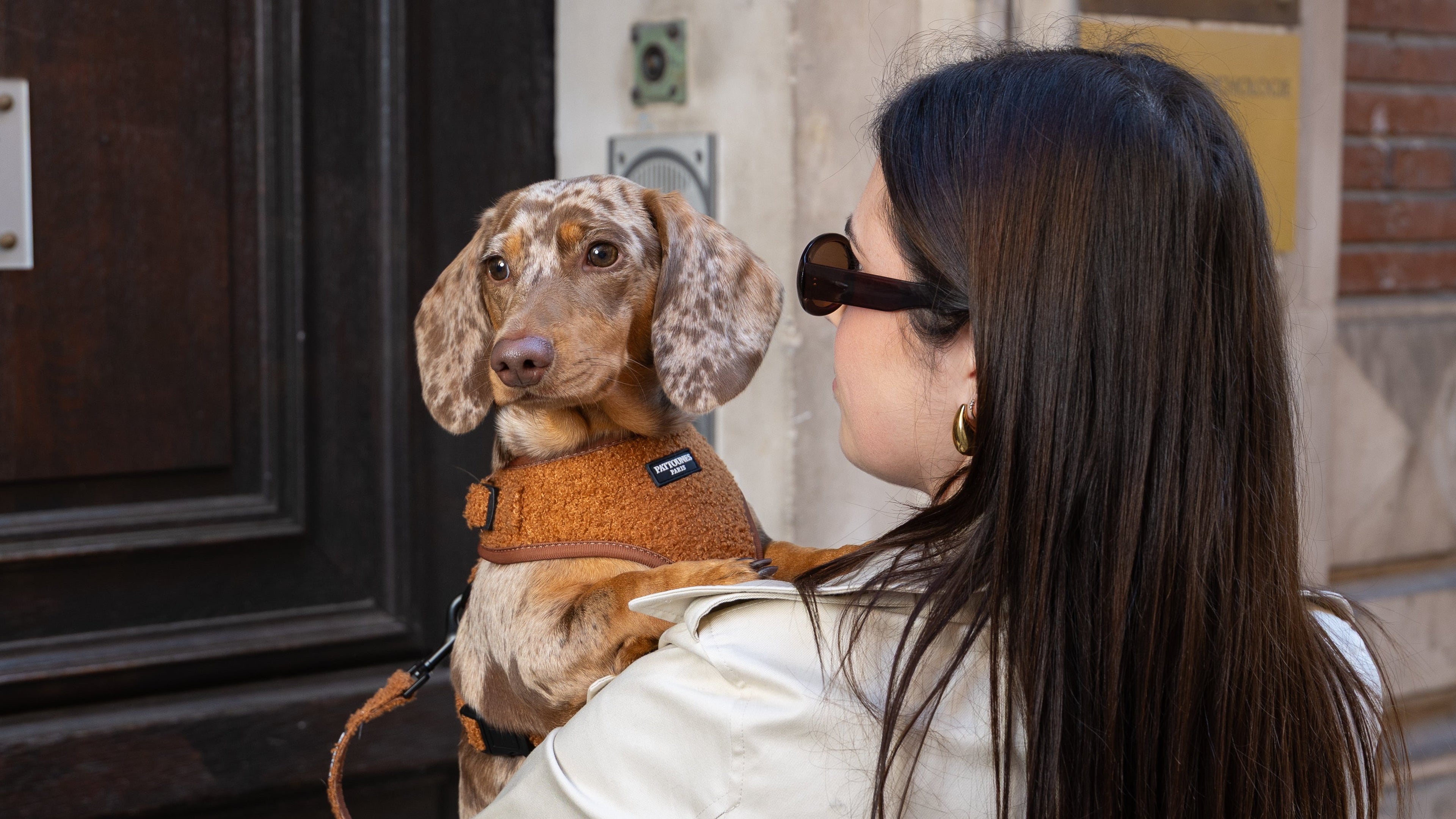 À quelle fréquence faut-il promener son chien ?
