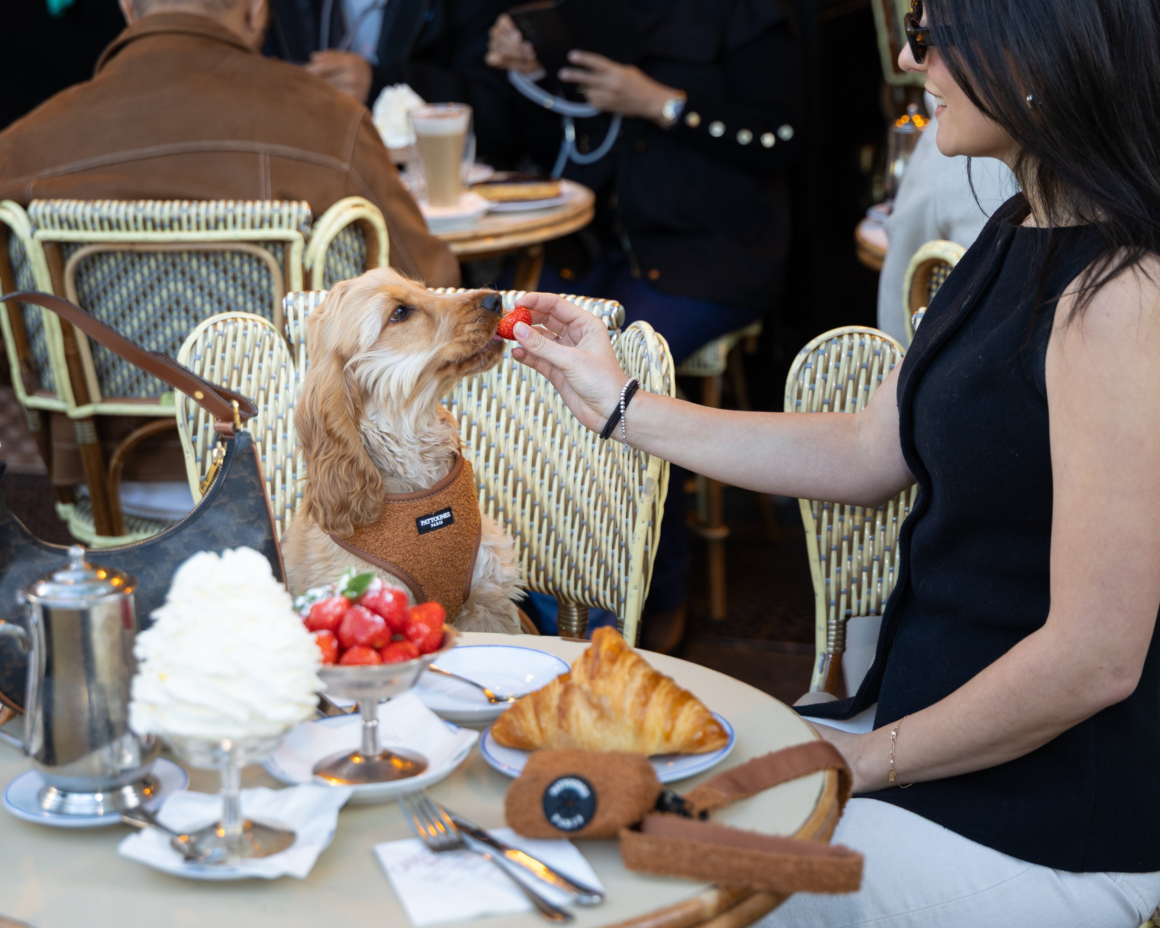 À quelle fréquence faut-il promener son chien ?